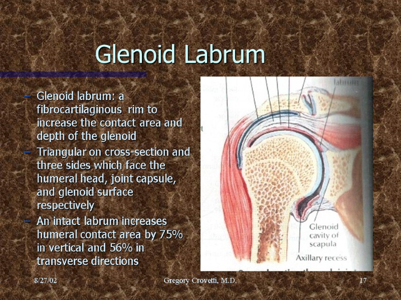 8/27/02 Gregory Crovetti, M.D. 17 Glenoid Labrum Glenoid labrum: a fibrocartilaginous  rim to